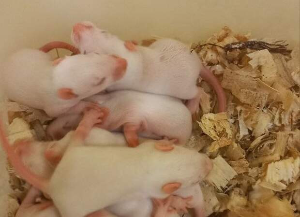 Эксперимент по лечению сахарного диабета проведут на крысятах ученые