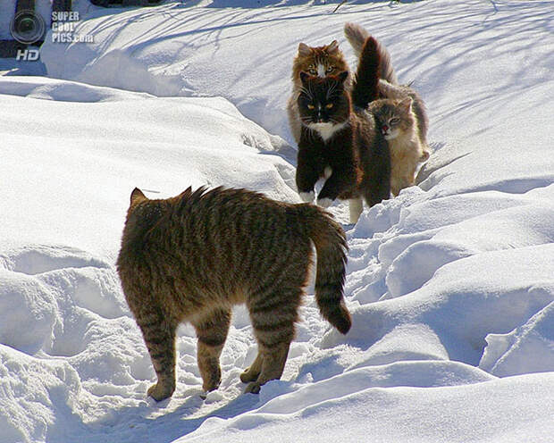 Лучшие фотографии 2013-го года по версии Яндекс.Фотки