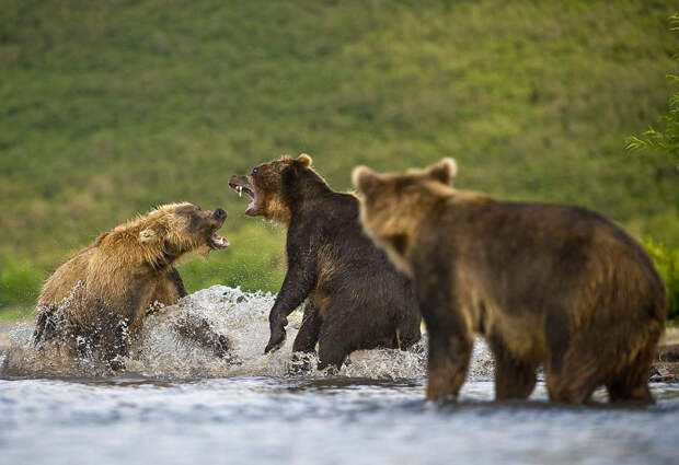 Медведи на Камчатке. Часть 3