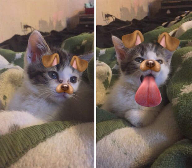 8 милых масок Snapchat для домашних животных