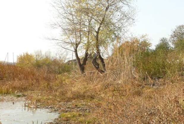«Умирающую» реку Царица обещают реабилитировать в Волгоградской области