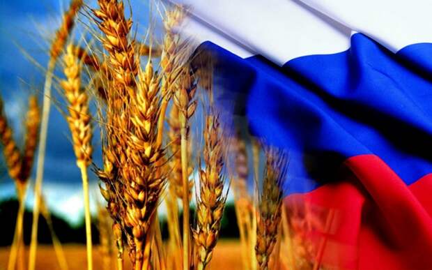 Алжир готов купить российскую пшеницу