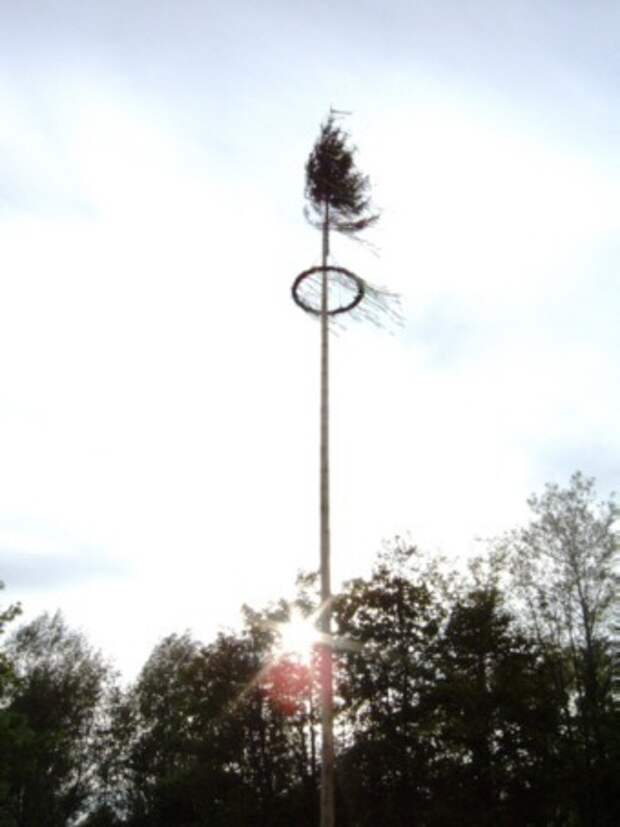 maibaum