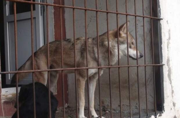 Волгоград : волк в качестве домашнего питомца