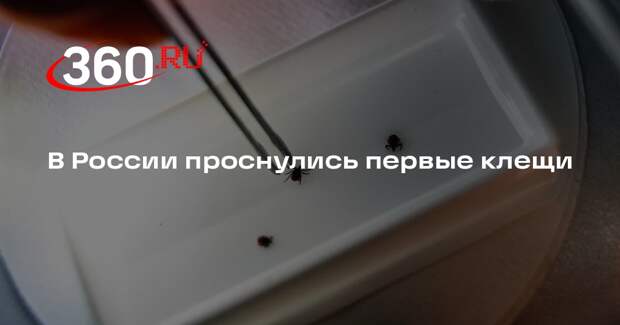 Роспотребнадзор: клещи проснулись на юге России, но их стало меньше