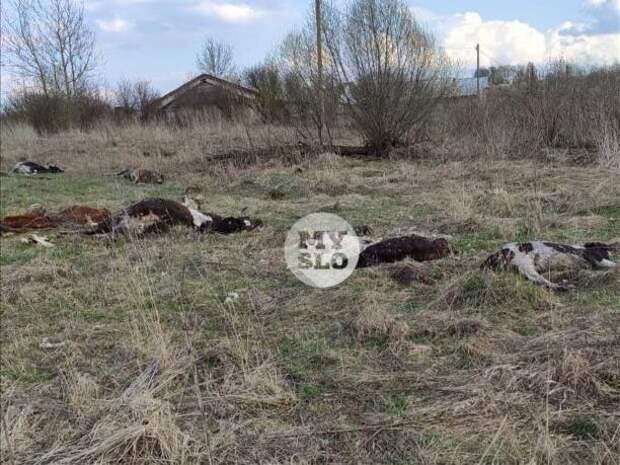 В Тульской области обнаружено 150 мёртвых коров