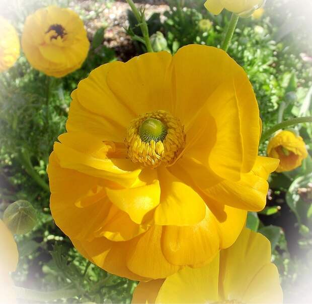 Желтая радость... :-)