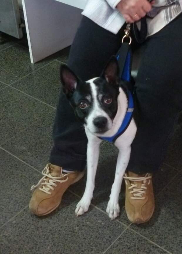 В Россельхознадзоре подсчитали, сколько «хвостатых» вылетело за границу из Пулково с начала года