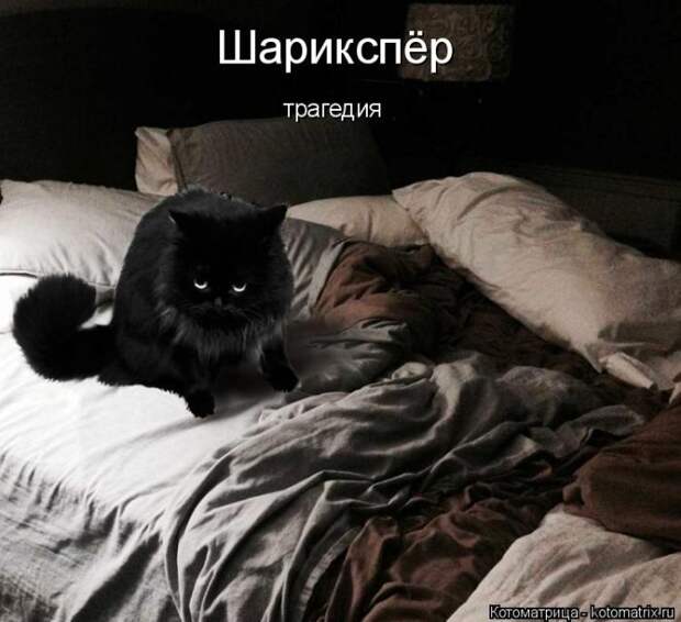 Лучшие котоматрицы недели (50 фото)