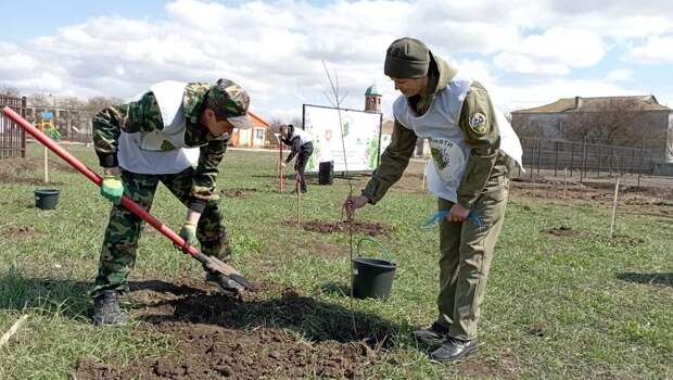 В Крыму высадили 16 тысяч деревьев в память о погибших в годы Великой Отечественной войны