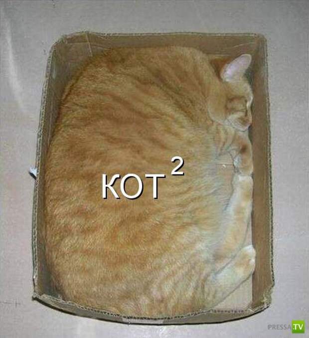 Котоматрица (18 фото)