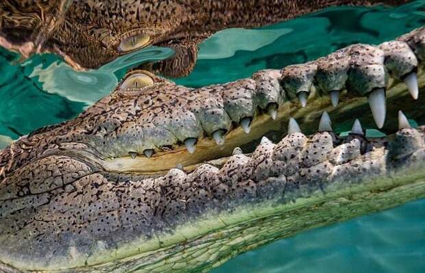 Ныряльщик рискнул жизнью ради фотографий крокодила! крокодил, куба, ныряльщик, отчаянный поступок, подводное фото, рискок, смелость, фотограф