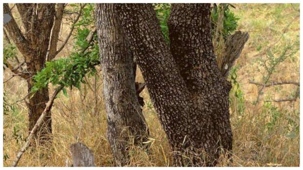 Тест на внимательность: найдите за 30 секунд леопарда, который спрятался на фото