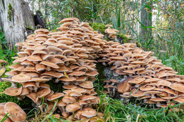 https://us.123rf.com/450wm/digitalpearls/digitalpearls2007/digitalpearls200700272/150807908-a-huge-group-of-honey-mushrooms-armillaria-mellea-on-a-dead-tree-stump-zoetermeer-the-netherlands.jpg?ver=6