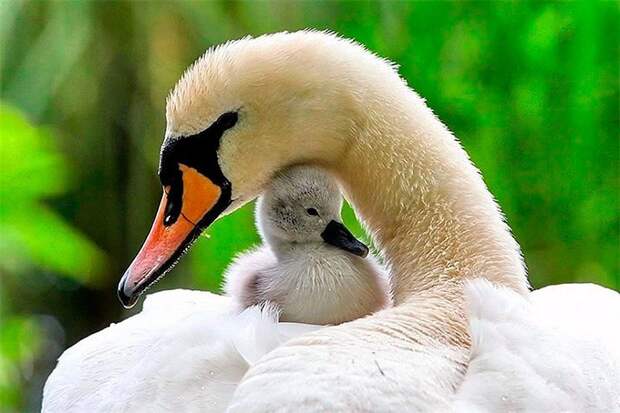 Материнская любовь и забота в животном мире! детеныши, животные, милота, фото