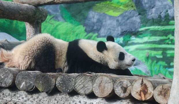 Уникальный вольерный комплекс возведут для панды Катюши