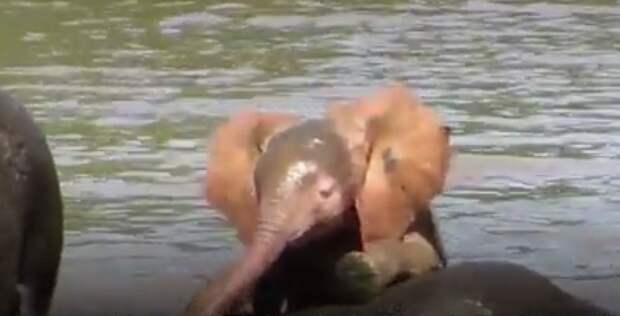 В Африке на реке Лимпопо увидели розового слоненка
