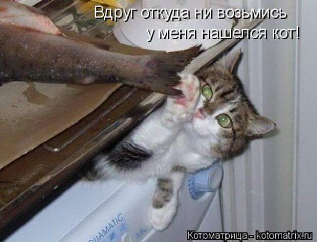 Свежая котоматрица на Бугаге (27 фото)