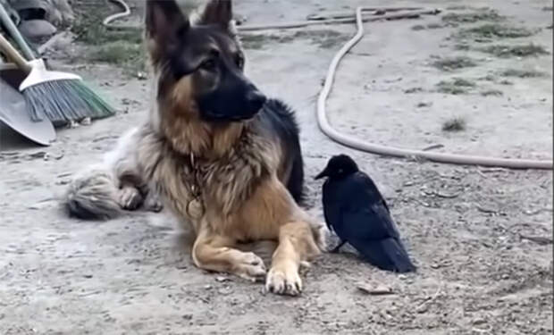 Девушка нашла и выходила ворону, а теперь птица научилась выгуливать собаку и не хочет улетать: видео