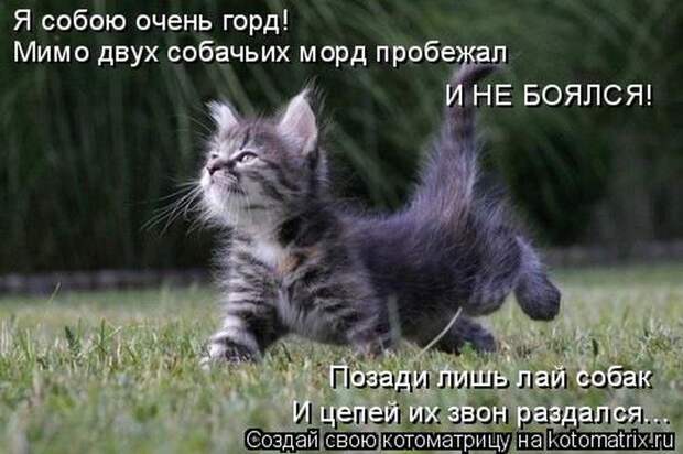 Забавные котоматрицы