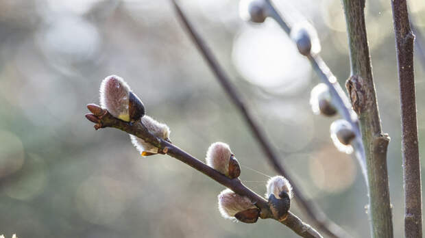 Священник Береговой: ветви вербы освящают в Лазареву субботу