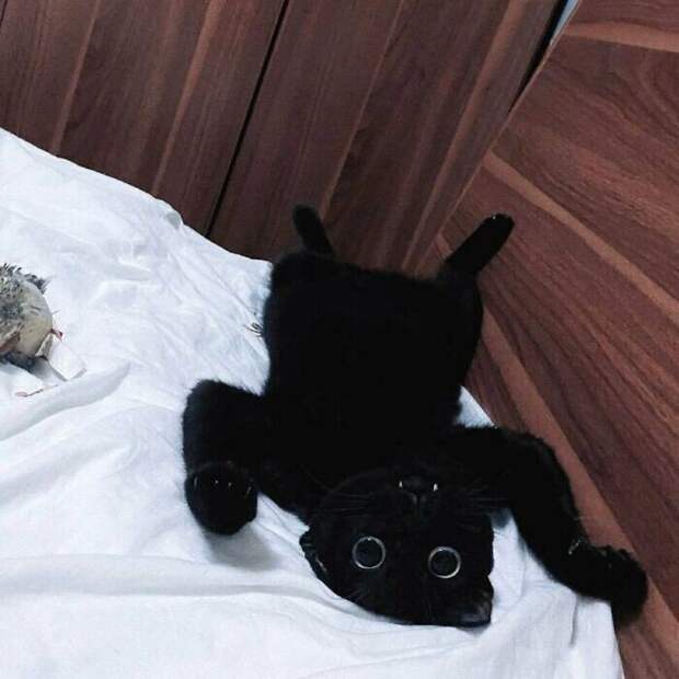 Забавные снимки котов, чье поведение не поддаётся объяснению