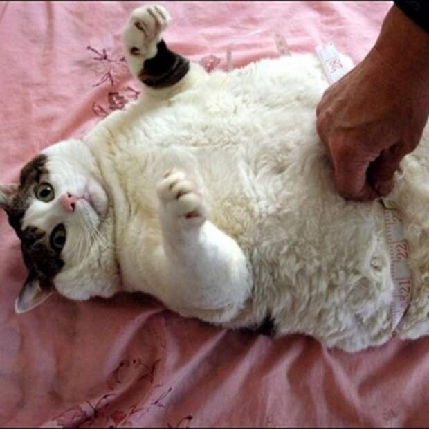 ожирение у котов