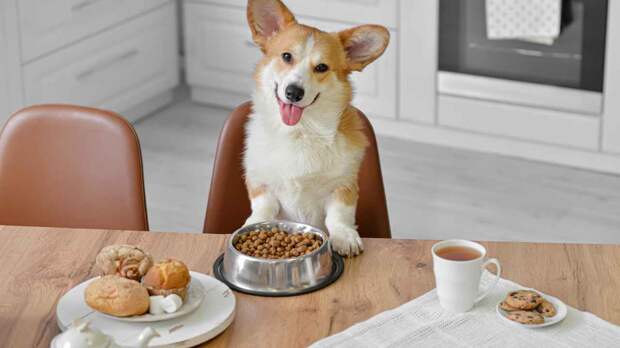 Как выбрать корм для собаки