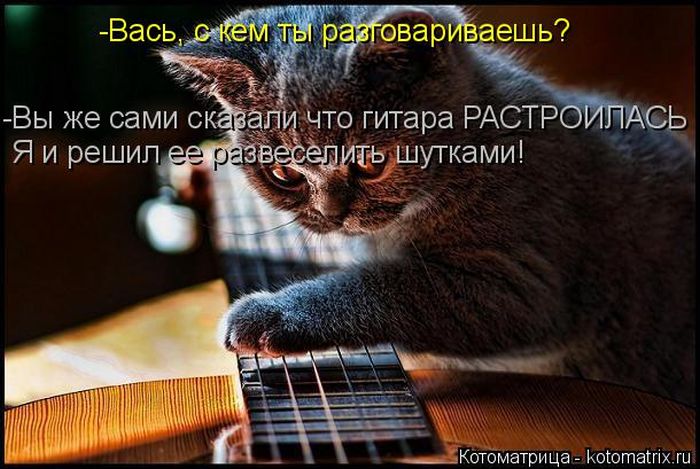 Лучшие котоматрицы недели (50 фото)