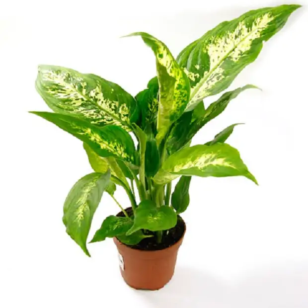 Диффенбахия компакта Dieffenbachia compacta