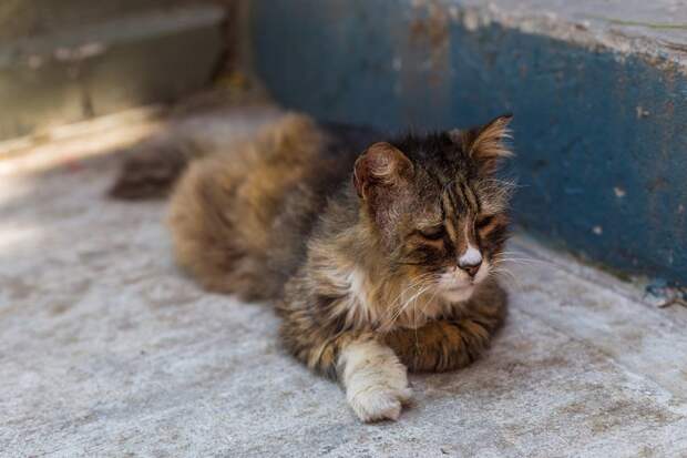 Очень колоритные уличные коты город, домашние животные, кот, кошка, улица, уличные животные, эстетика