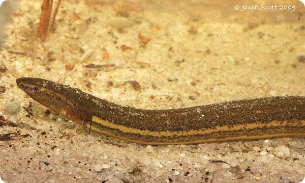 Южный карликовый сирен (лат. Pseudobranchus axanthus)