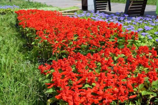 В Иванове высадят цветы на 58 клумбах и деревья на набережной