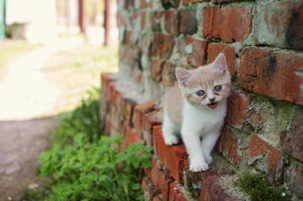 Очень колоритные уличные коты город, домашние животные, жизнь на улице, кот, эстетика