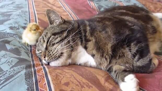 Кот усыновил цыпленка и растрогал весь Интернет: как тут не поверить в дружбу