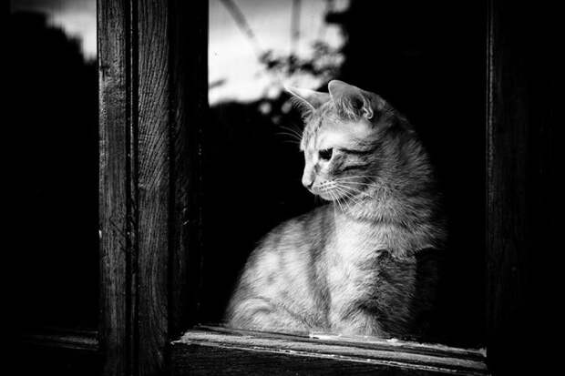 меланхоличные коты ждут хозяина у окна (28)