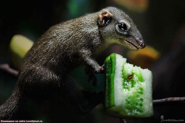 Портреты животных