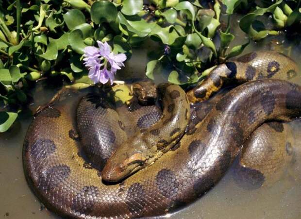 Самая большая змея на Земле – сетчатый питон: описание, где обитает, чем питается, размеры и вес