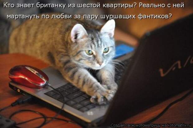 Свежая котоматрица для настроения (35 фото)