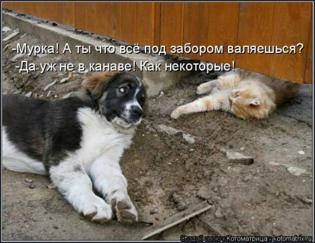 Свежая котоматрица (22 шт)