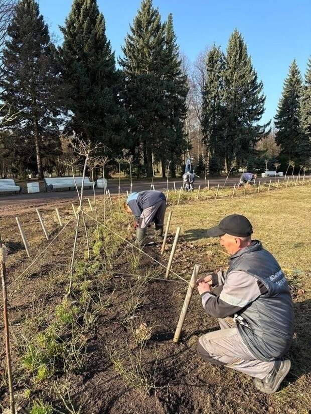 Розы в Приморском парке Победы успешно перезимовали