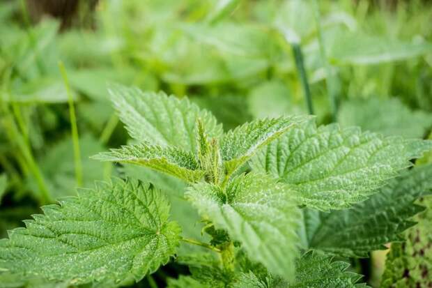 stinging-nettle-green-pus-nettle-nature-40742