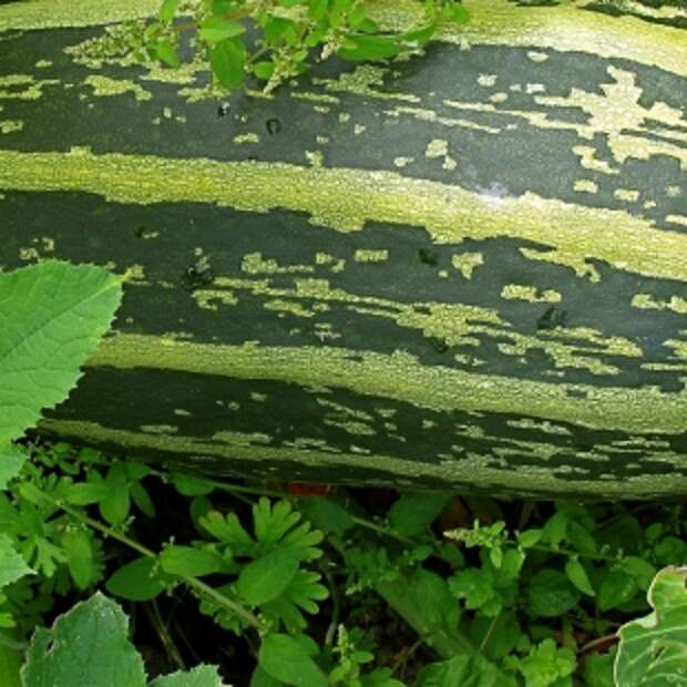 Кабачок