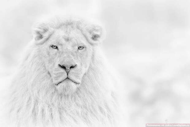 Портреты животных