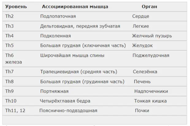 Важные функции грудной клетки