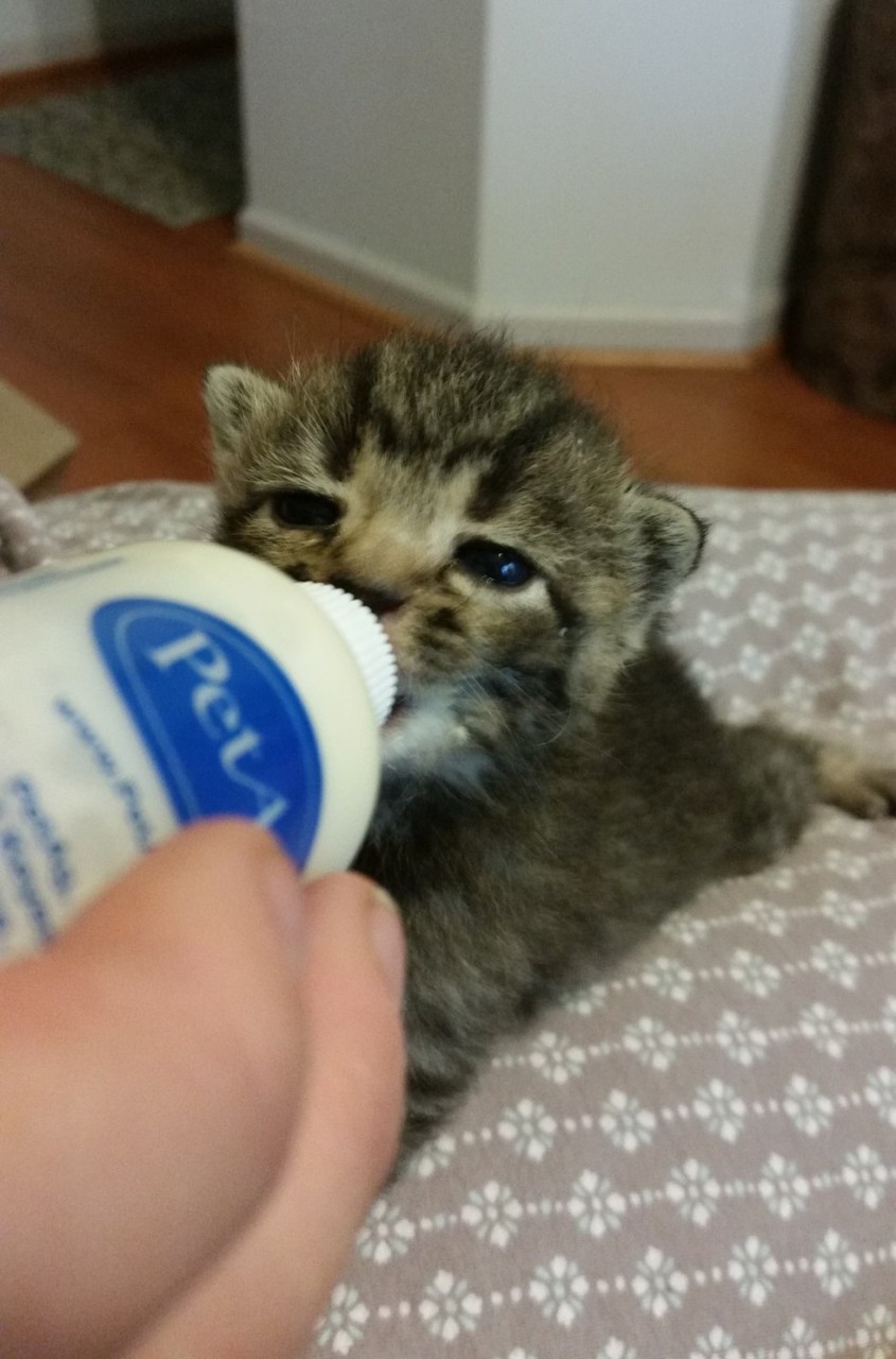 котенок кушает