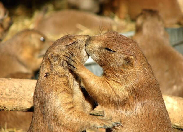 Kissing Animals