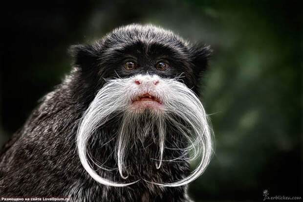 Портреты животных