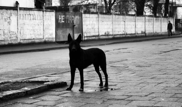 Жителям ЕАО рассказали, как уберечься от бешенства