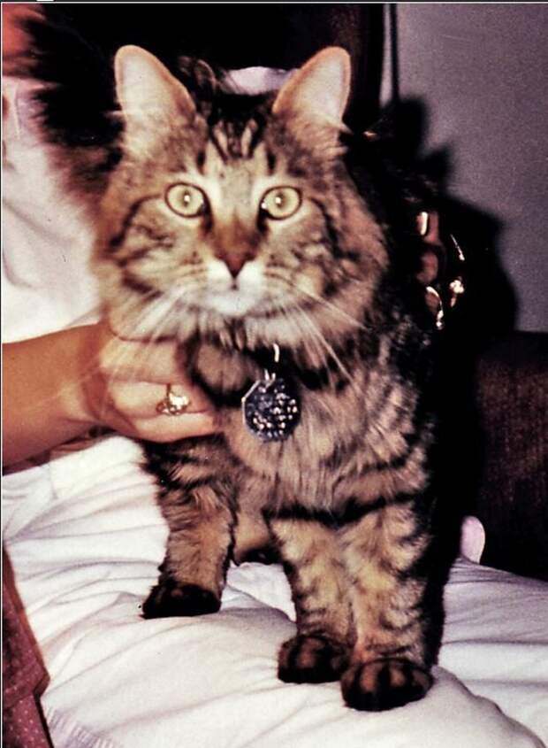 клон, животное, ученый
